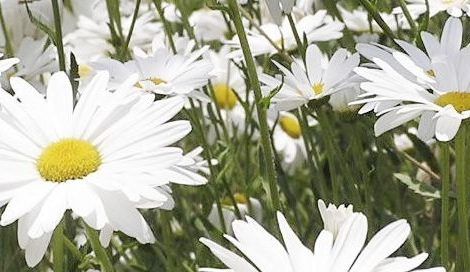 Shasta Daisy