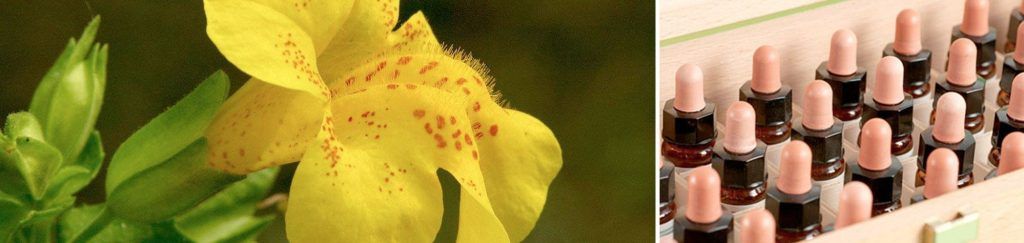 Curso Flores de Bach: Lo esencial de las 38 esencias florales