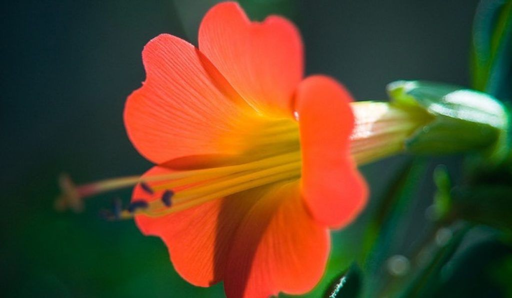 Apertura de sede de la Escuela de Terapia Floral Integrativa en Bolivia
