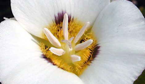Mariposa Lily