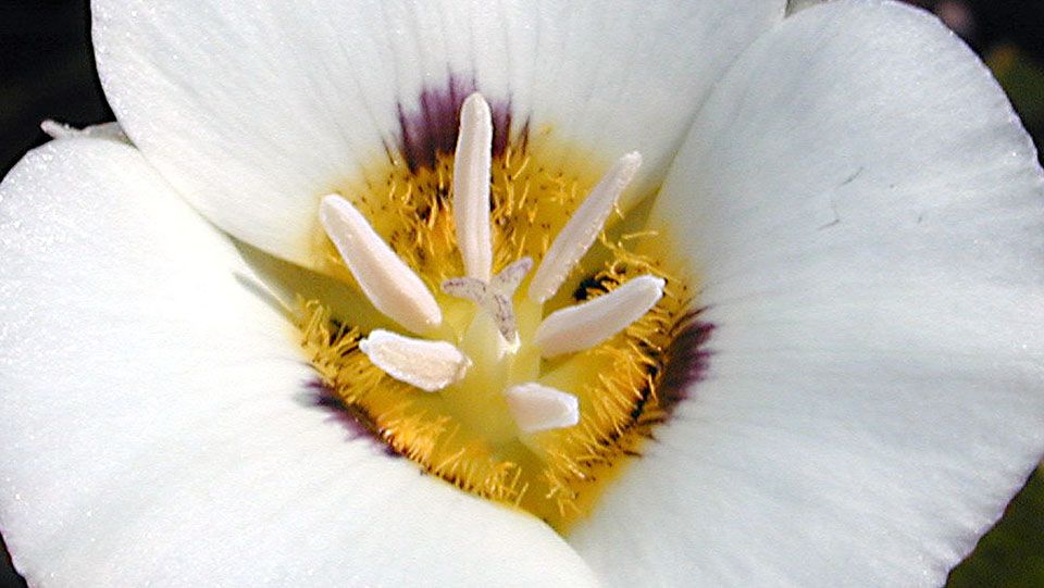 Mariposa Lily