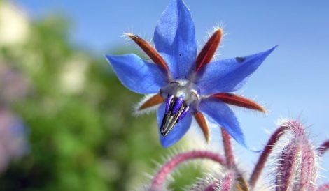 Borage: la pena en el pecho