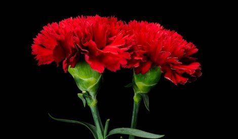 Clavel rojo