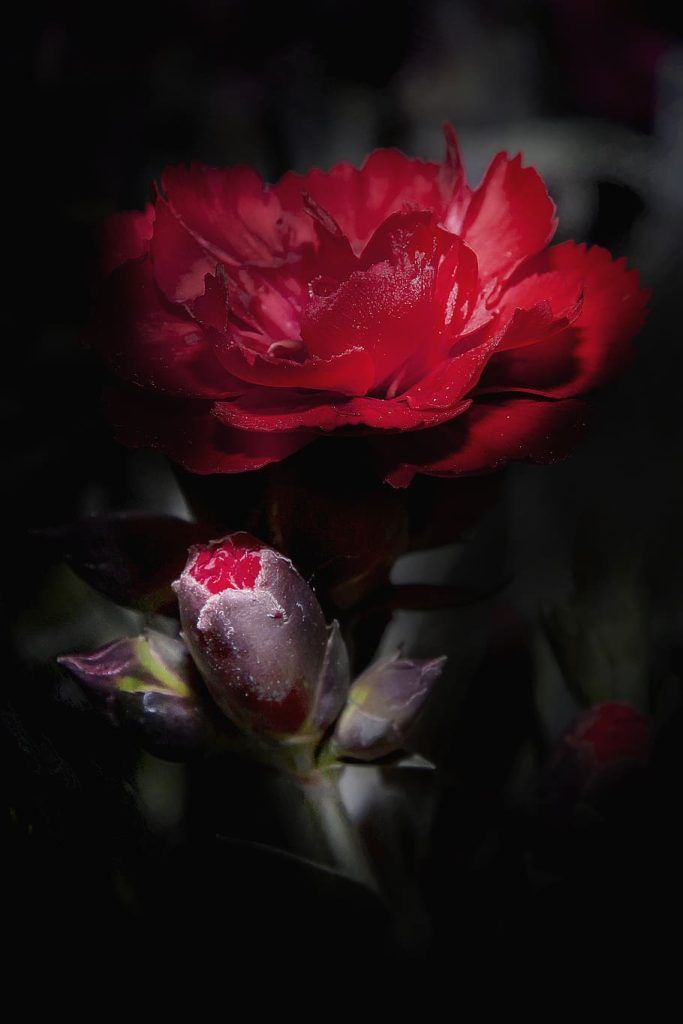 flor clavel rojo
