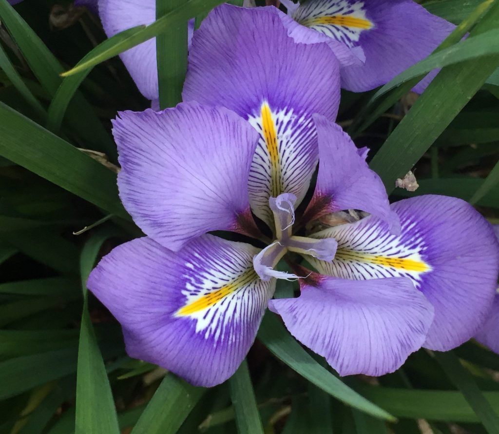 Iris