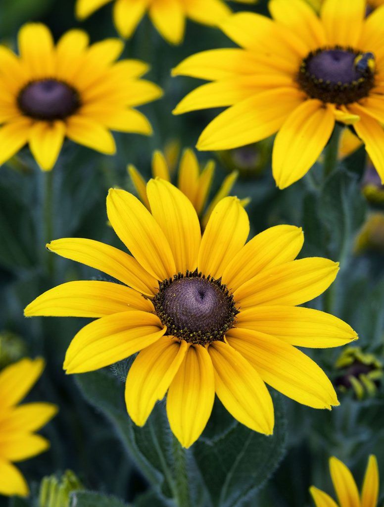Black-eyed-Susan-North-America
