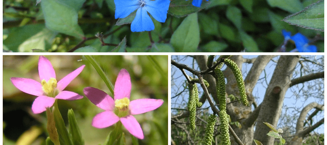 Sociedad e individuación. Cerato, Walnut y Centaury