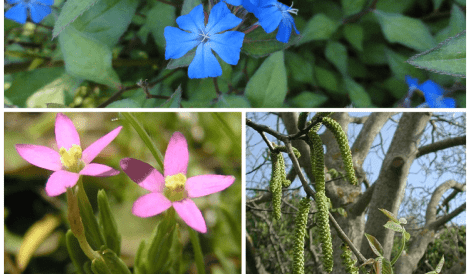 Sociedad e individuación. Cerato, Walnut y Centaury