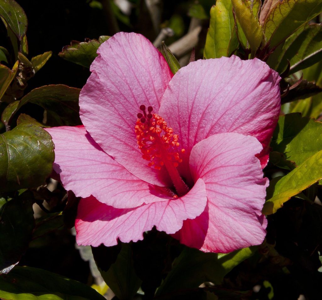 Hibiscus_rosa-sinensis