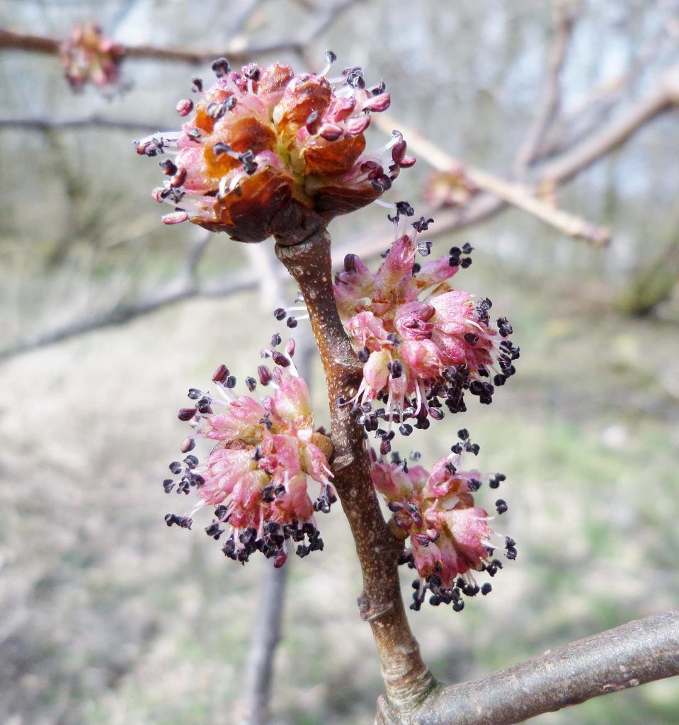 ELM