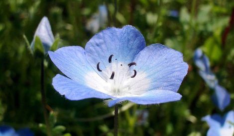 Baby_Blue_Eyes: sanando el desamor del padre