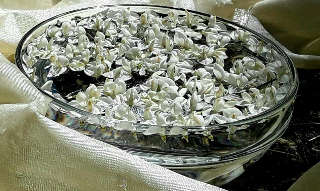 elaboracion retama blanca