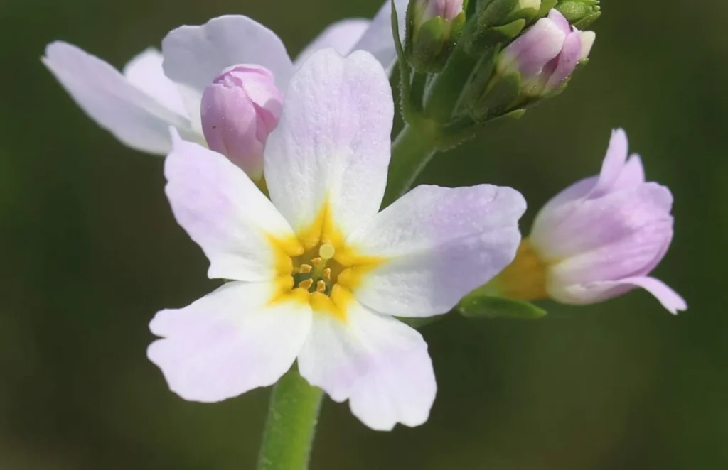 water-violet-eye-to-annotate