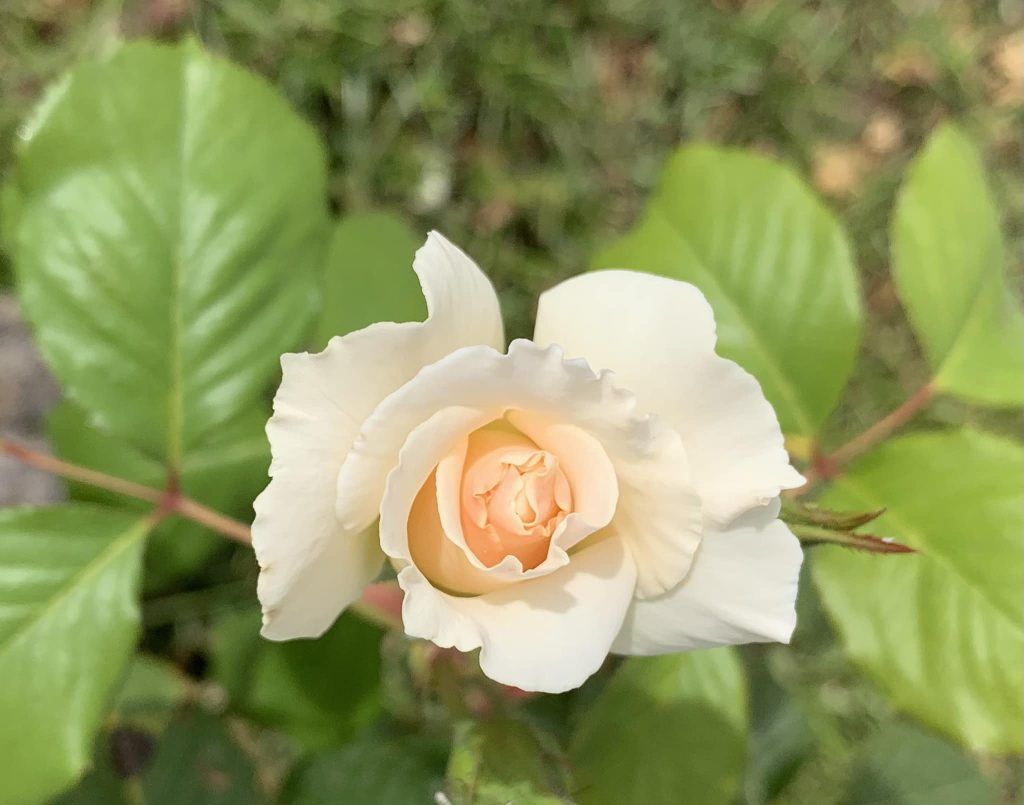 la delicadeza