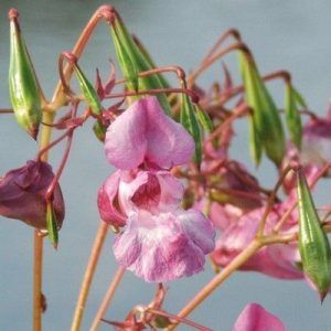 Flores de Bach para la soledad - Impatiens