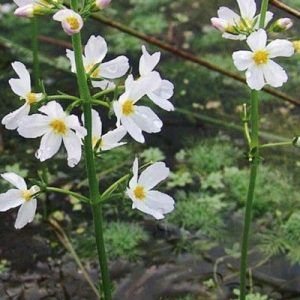 Flores de Bach para la soledad - Water Violet