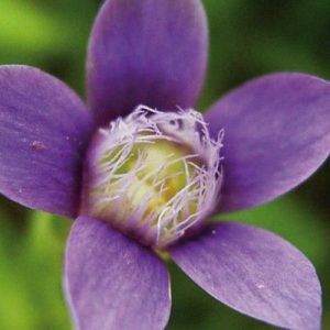 Flores de Bach para la incertidumbre - Gentian