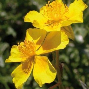 Flores de Bach para el miedo - Rock Rose