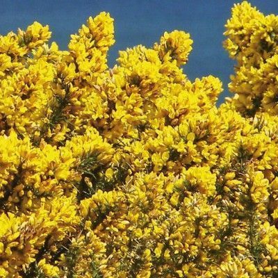 Flores de Bach para la incertidumbre - Gorse