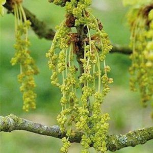Flores de Bach para el desaliento o la desesperación - Oak