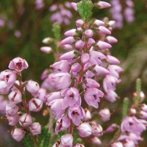Flores de Bach para la soledad - Heather