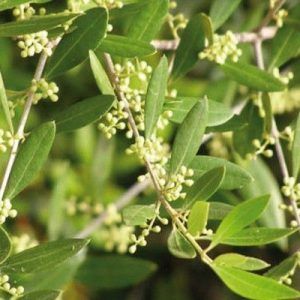 Flores de Bach para la falta de interés por el presente - Olive
