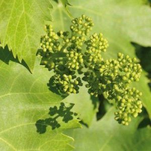 Flores de Bach preocupación por el bienestar de los demás - Vine