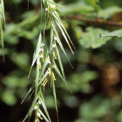 Flores de Bach para la incertidumbre - Wild Oat