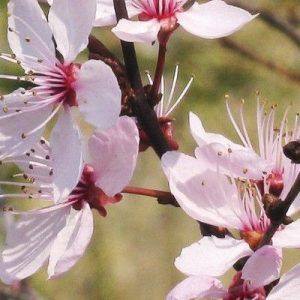 Flores de Bach para el miedo - Cherry Plum