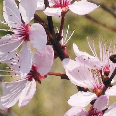 Flores de Bach para el miedo - Cherry Plum