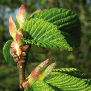 Flores de Bach para el desaliento o la desesperación - Elm