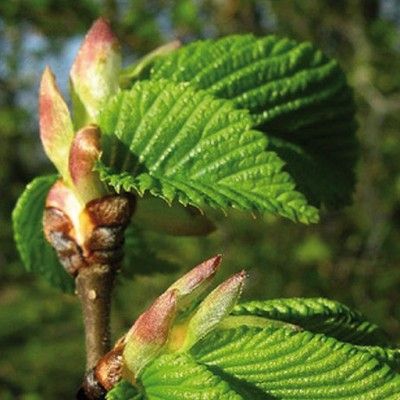 Flores de Bach para el desaliento o la desesperación - Elm