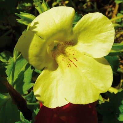Flores de Bach para el miedo - Mímulo