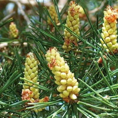 Flores de Bach para el desaliento o la desesperación - Pine
