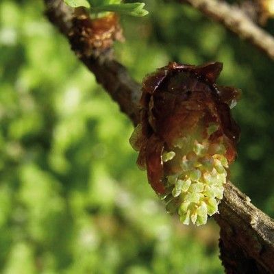 Flores de Bach para el desaliento o la desesperación - Larch