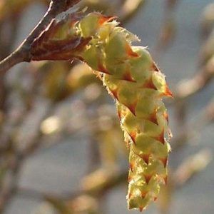 Flores de Bach para la incertidumbre - Hornbeam