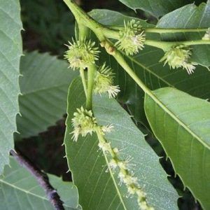 Flores de Bach para el desaliento o la desesperación - Sweet Chestnut