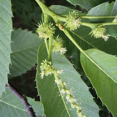 Flores de Bach para el desaliento o la desesperación - Sweet Chestnut
