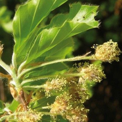Flores de Bach preocupación por el bienestar de los demás - Beech