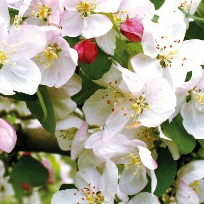 Flores de Bach para el desaliento o la desesperación - Crab apple