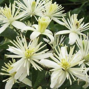 Flores de Bach para la falta de interés por el presente - Clematis