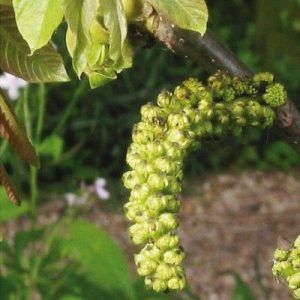 Flores de Bach para la hipersensibilidad a influencia e ideas - Walnut