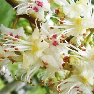Flores de Bach para la falta de interés por el presente - White Chestnut