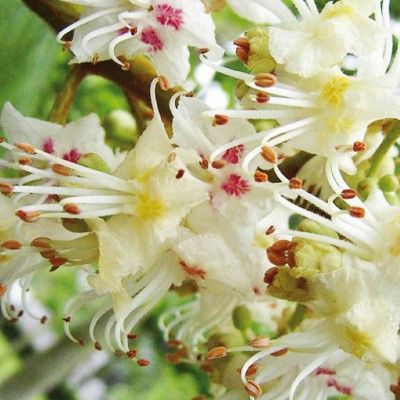 Flores de Bach para la falta de interés por el presente - White Chestnut