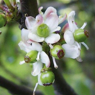 Flores de Bach para la hipersensibilidad a influencia e ideas - Holly
