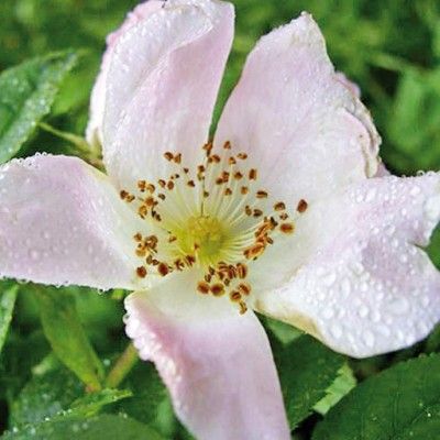 Flores de Bach para la falta de interés por el presente - Wild Rose