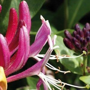 Flores de Bach para la falta de interés por el presente - HOneysuckle