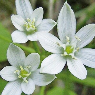 Flores de Bach para el desaliento o la desesperación - Star of Bethlehem