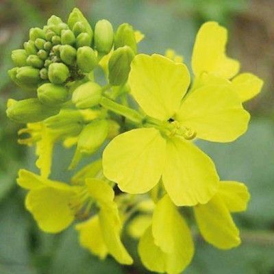 Flores de Bach para la falta de interés por el presente - Mustard