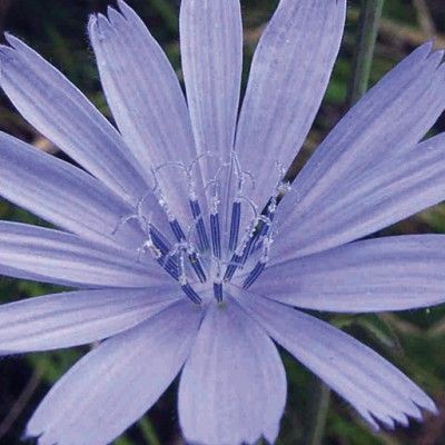 Flores de Bach preocupación por el bienestar de los demás - CHicory